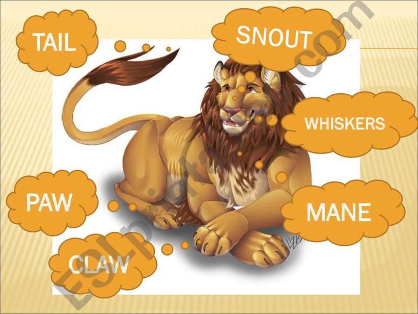 Animals` body parts powerpoint